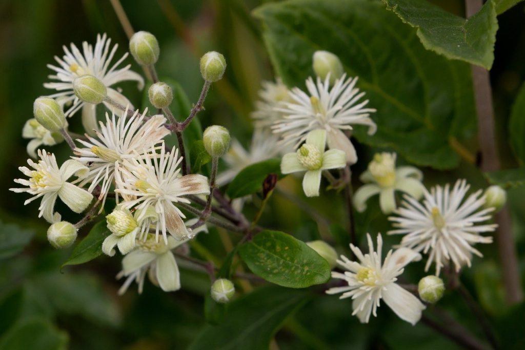 flower, clematis, clematis ligusticifolia